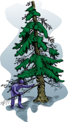 Proper tree pruning technique